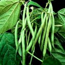 Kentucky Wonder Bush Beans 30 Seeds Great Taste Fresh Seeds Fast Shipping