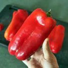 La Rouge Royale Sweet Pepper Seeds The Largest Peppers You Will Ever Grow Fresh Seeds Fast Shipping