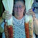 Large Indian Corn 50 Seeds Great Colors Fresh Seeds Fast Shipping
