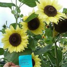 Lemon Leopold Sunflower Seeds 15 Seeds Our Store Has Over 900 Kinds Of Seeds Fresh Seeds Fast Shippi