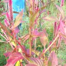 Light Pink Candlestick Celosia 25 Seeds Fresh Seeds Fast Shipping