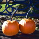 Long Handle Field Trip Pumpkin 10 Seeds Small Medium Size Fresh Seeds Fast Shipping