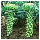 Long Island Brussel Sprouts 30 Seeds Fresh Seeds Fast Shipping