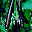 Long Purple Eggplant 25 Seeds Over 1000 Seeds Fresh Seeds Fast Shipping
