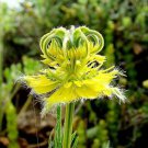 Love In A Mist Transformer Seeds Nigella Orientalis Fresh Seeds Fast Shipping