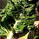 Lucullus Giant Swiss Chard Seeds Fresh Seeds Fast Shipping