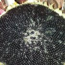 Mammoth Black Seeded Sunflower Seeds Fresh Seeds Fast Shipping