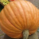 Mammoth Gold Pumpkin Seeds Fresh Seeds Fast Shipping