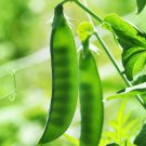 Mammoth Melting Sugar Pea 30 Seeds Very Limited Supply Fresh Seeds Fast Shipping