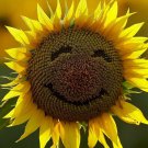 Massive Yellow Black Seeded Sunflower Huge Black Seeds Single Heads Fresh Seeds Fast Shipping