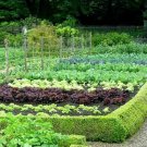 Medium Garden Survival Garden Emergency Food Seeds 36 Kinds Usa Seeds Fresh Seeds Fast Shipping