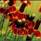 Mexican Hats 50 Seeds Very Beautiful And Hardy Fresh Seeds Fast Shipping