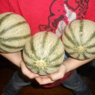 Mini Sweet Stripe Cantaloupe Single Serving Exceptional Sweetness Fresh Seeds Fast Shipping