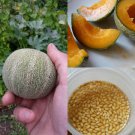 Minnesota Midget Melon Seeds Fresh Seeds Fast Shipping