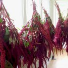 Mirah Amaranth Seeds Beautiful Color Fresh Seeds Fast Shipping