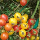 Mix Of Small Yellow And Red Cherry Tomatoes 25 Seeds Fresh Seeds Fast Shipping