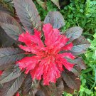 Molten Fire Amaranth 30 Seeds Bright Bold Color Fresh Seeds Fast Shipping