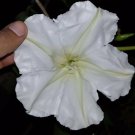 Moon Vine Seeds Fresh Seeds Fast Shipping
