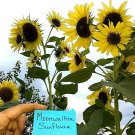 Moonwalker Sunflower Seeds 15 Seeds Fresh Seeds Fast Shipping