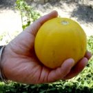 Mother Marys Pie Melon 15 Seeds Fresh Seeds Fast Shipping