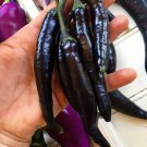 Murasaki Sweet Pepper 15 Seeds Over 1000 Kinds Of Seeds Fresh Seeds Fast Shipping