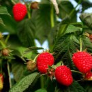 Native Red Raspberry Bush 12 Seeds Sweet Fresh Seeds Fast Shipping