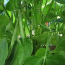 Navy Beans Fresh Seeds Fast Shipping