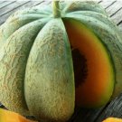 Oka Melon Seeds For Over 50 Kinds Of Melons Fresh Seeds Fast Shipping
