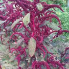 Opopeo Amaranth 25 Seeds Fresh Seeds Fast Shipping