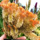 Orange Brain Celosia 50 Seeds 34 Ft Tall Fresh Seeds Fast Shipping