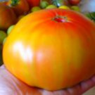 Orange Giant Tomato Seeds Huge Fresh Seeds Fast Shipping