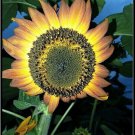 Orange Mahogany Bicolor Sunflower Seeds Colored Blooms Fresh Seeds Fast Shipping