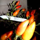 Orange Salsa Pepper Seeds Fresh Seeds Fast Shipping