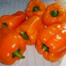 Orange Sun Sweet Bell Pepper Seeds Fresh Seeds Fast Shipping