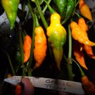Orange Teapot Pepper Seeds Fresh Seeds Fast Shipping