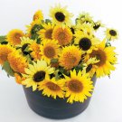 Ornamental Sunflower Mix Yellow Multihead 25 Seeds Fresh Seeds Fast Shipping