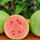 Otome Watermelon Seeds Fresh Seeds Fast Shipping