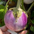 Pandora Striped Rose Eggplant Seeds A Beautiful Eggplant 15 Seeds Fresh Seeds Fast Shipping
