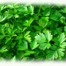 Parsley Plainsingle Leaf Fresh Seeds Fast Shipping