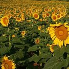 Peredovik Sunflower Seeds Black Oil Type 20 Seeds Fresh Seeds Fast Shipping