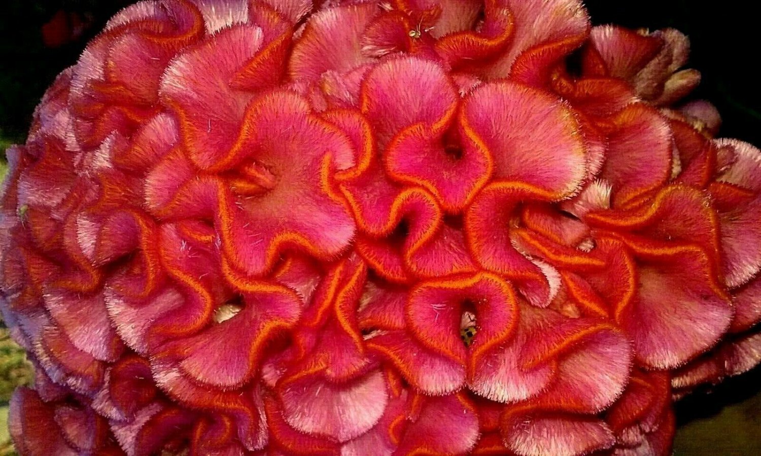 Pink With Orange Tips Brain Celosia Seeds Fresh Seeds Fast Shipping
