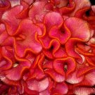 Pink With Orange Tips Brain Celosia Seeds Fresh Seeds Fast Shipping