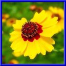 Plains Coreopsis 50 Seeds Bright Color Zone 310 Reseeds Fresh Seeds Fast Shipping