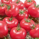 Porter Tomato Seeds Great Growing In Containers Fresh Seeds Fast Shipping