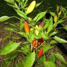 Purira Pepper Seeds This Plant Gets Loads Of Peppers Fresh Seeds Fast Shipping