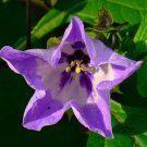 Purple Apple Of Peru Shoofly Seeds Fresh Seeds Fast Shipping