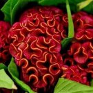 Purple Orange Tips Brain Celosia 25 Seeds Fresh Seeds Fast Shipping