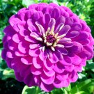 Purple Prince Zinnia Seeds Huge Beautiful Blooms Fresh Seeds Fast Shipping