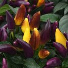 Purple Salsa Pepper 10 Seeds Fresh Seeds Fast Shipping