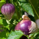 Purple Tomatillo Perfect For Cooking 20 Seeds Fresh Seeds Fast Shipping